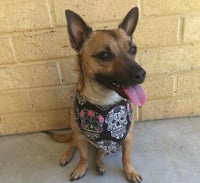 Skulls Bandana