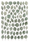 Eucalyptus polyanthemos Fine Art Print