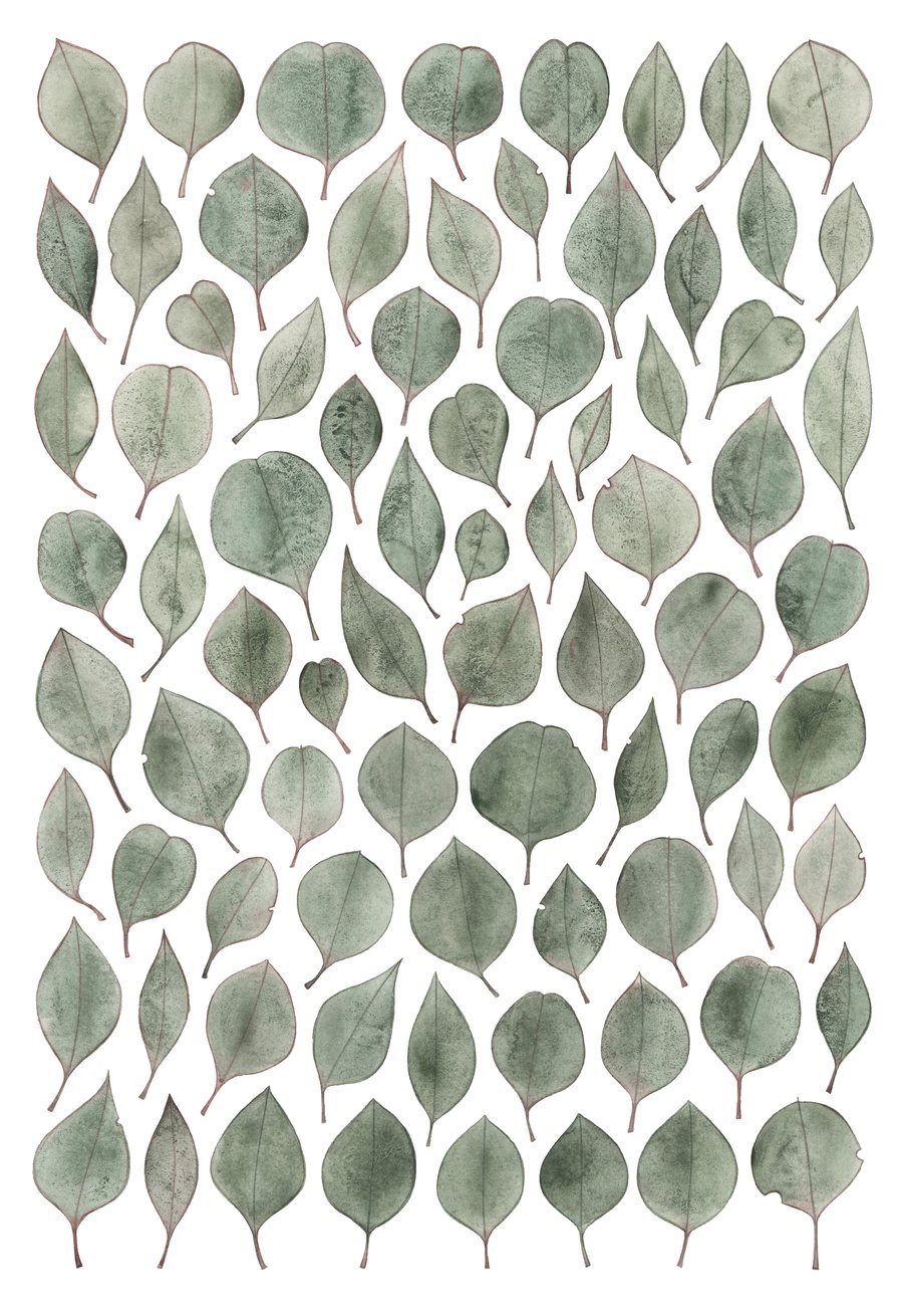 Image of Eucalyptus polyanthemos Fine Art Print
