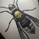 Death's Head Hornet - From £35 to