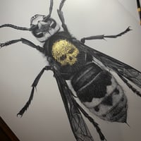 Image 2 of Death's Head Hornet - From £35 to