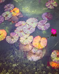 Image 1 of ‘Wet Lily Pads’ - LIMITD EDITION, SIGNED PRINT