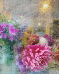 Image 1 of ‘Rainy Dahlia’ - LIMITED EDITION, SIGNED PRINT