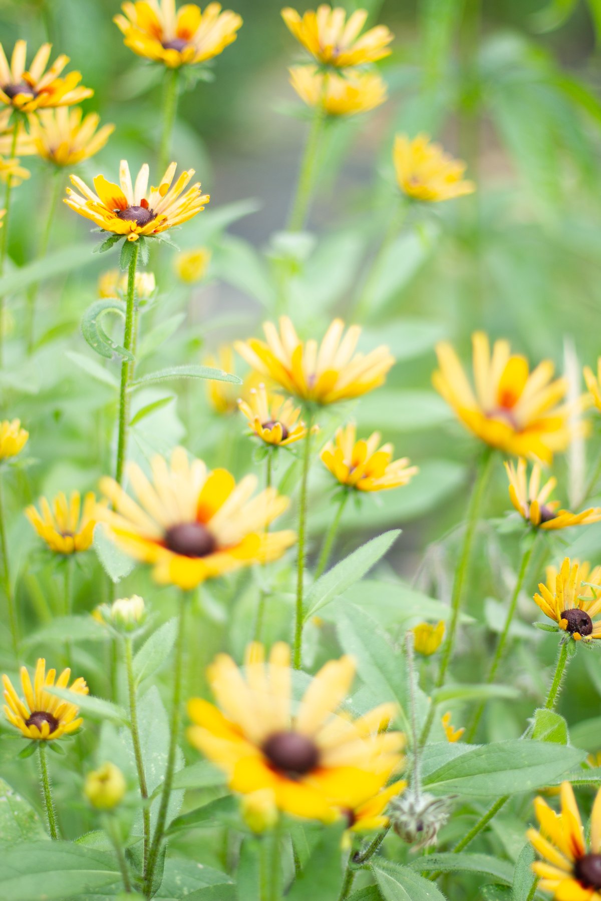 CUT FLOWER PLANT STARTS Love 'n Fresh Flowers