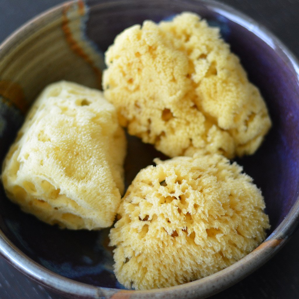 Square Sea Sponge