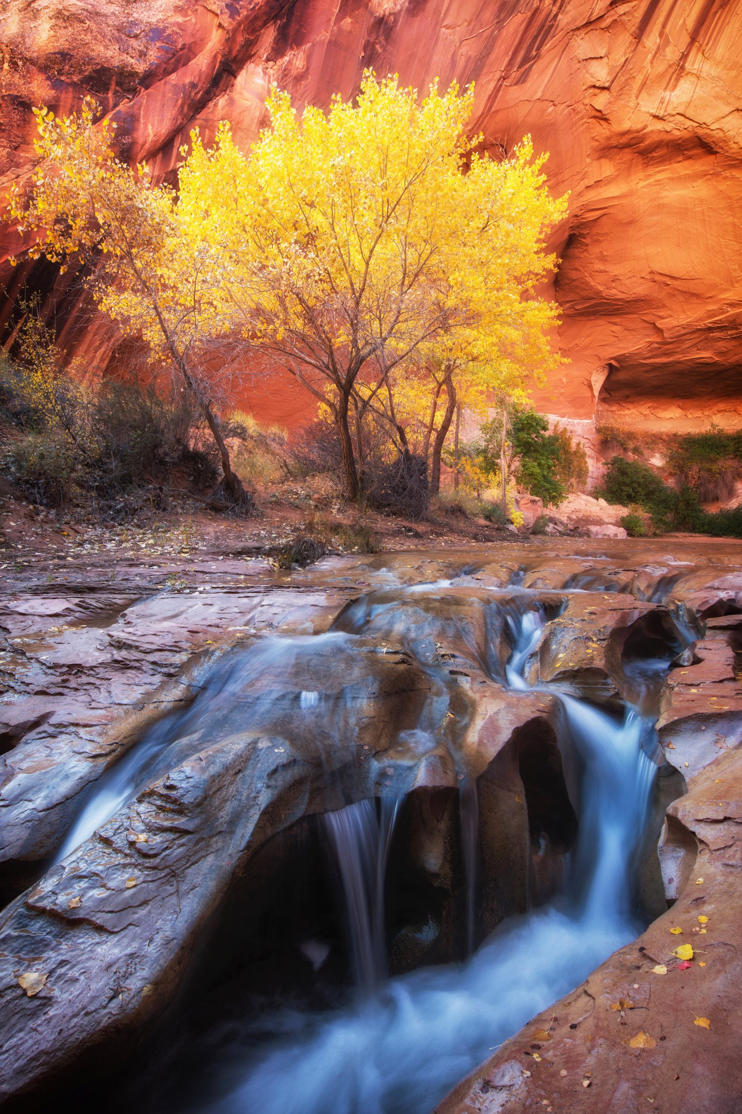 Image of Autumn in the Gulch 