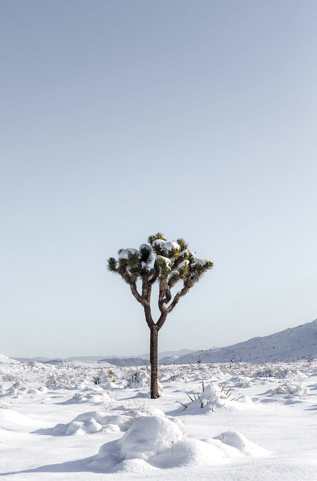 Image of Desert Transformed