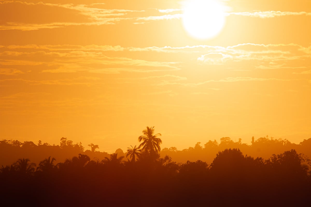 Image of Mentawai Gold