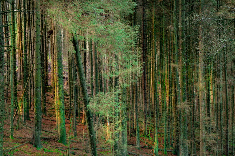 Image of MACCLESFIELD FOREST, DAWN 02