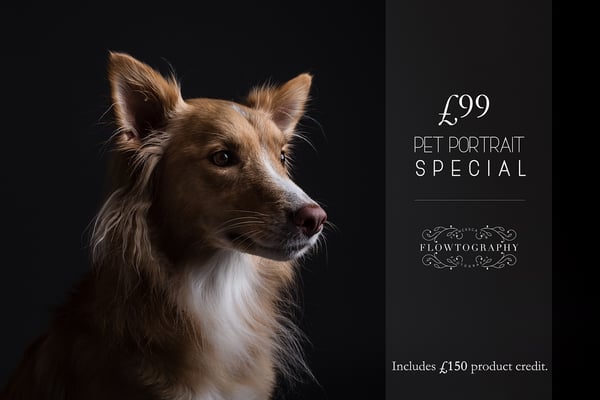 Image of Black Friday - Pet Portrait Special