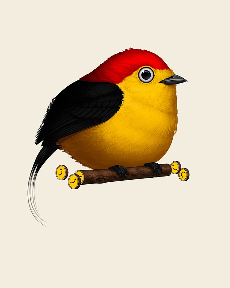 Image of Wire-tailed Manakin