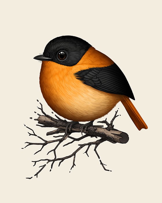 Image of Black-and-orange Flycatcher