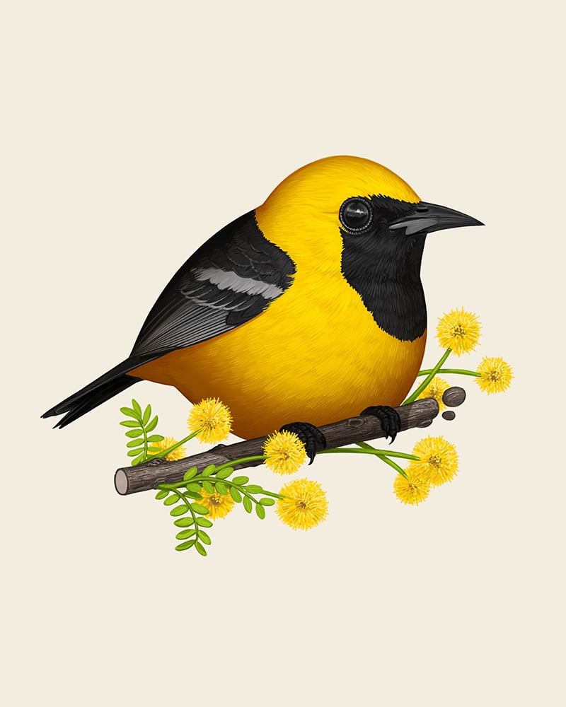 Image of Hooded Oriole
