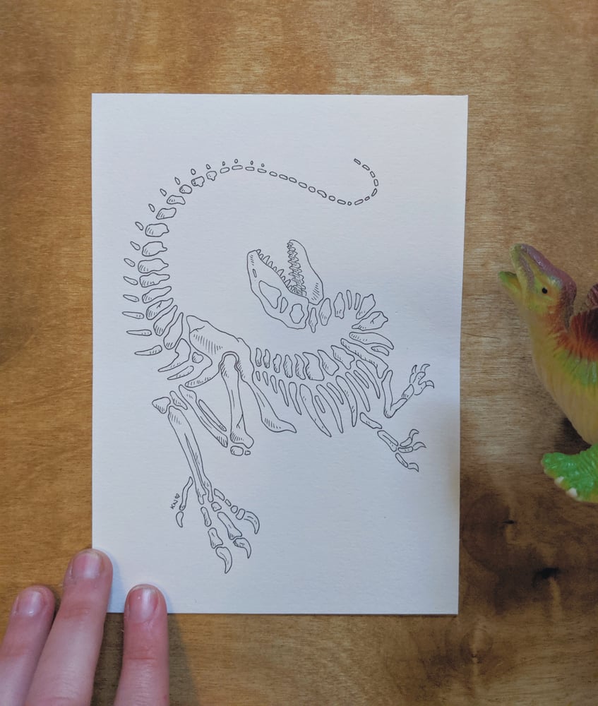 Image of Velociraptor bones drawing