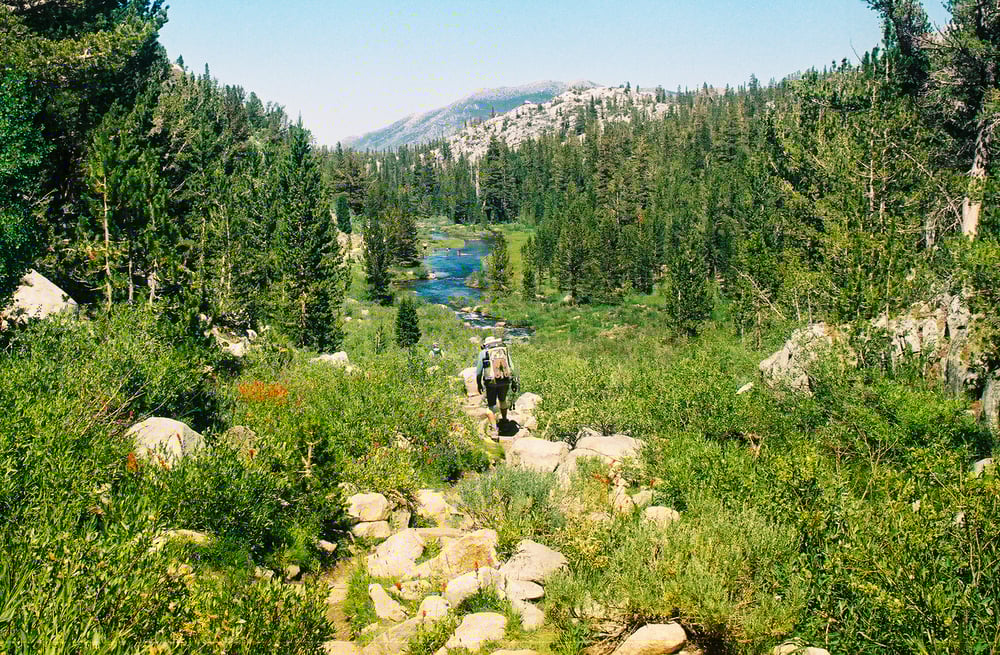 Image of Through the Woods