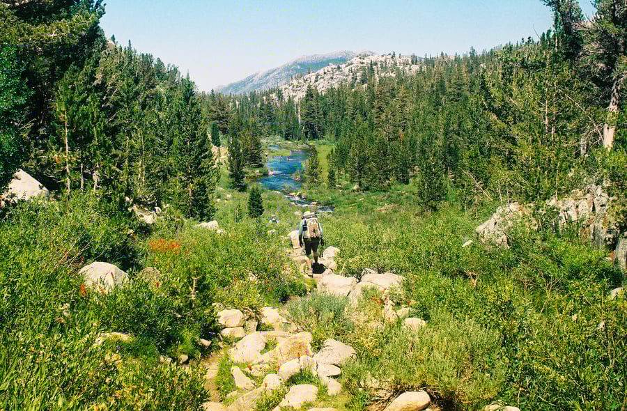 Image of Through the Woods