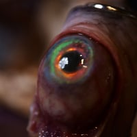 Image 17 of The Monstrous - collectible Clipper Lighter Sleeve