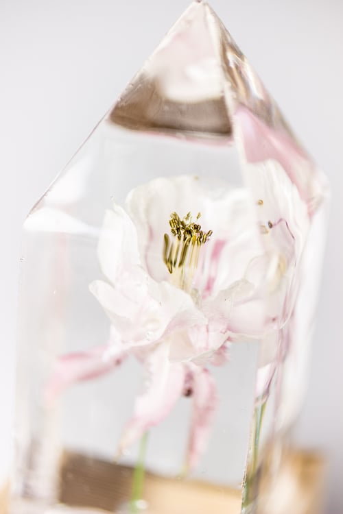 Image of Columbine (Aquilegia vulgaris) - Floral Prism Light #1