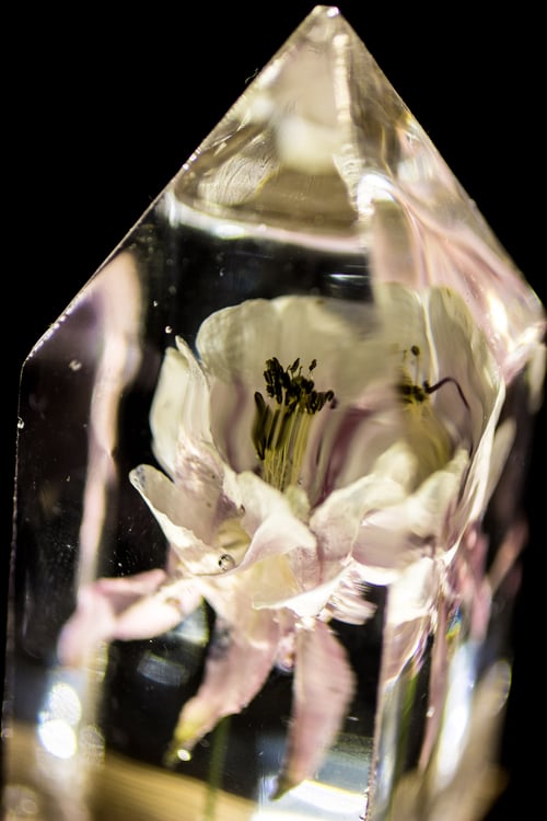Image of Columbine (Aquilegia vulgaris) - Floral Prism Light #1