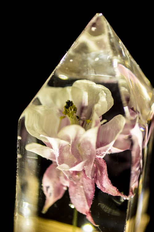 Image of Columbine (Aquilegia vulgaris) - Floral Prism Light #2