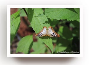 Image of Mariposas 