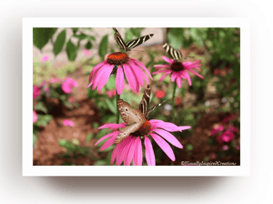 Image of Mariposas 