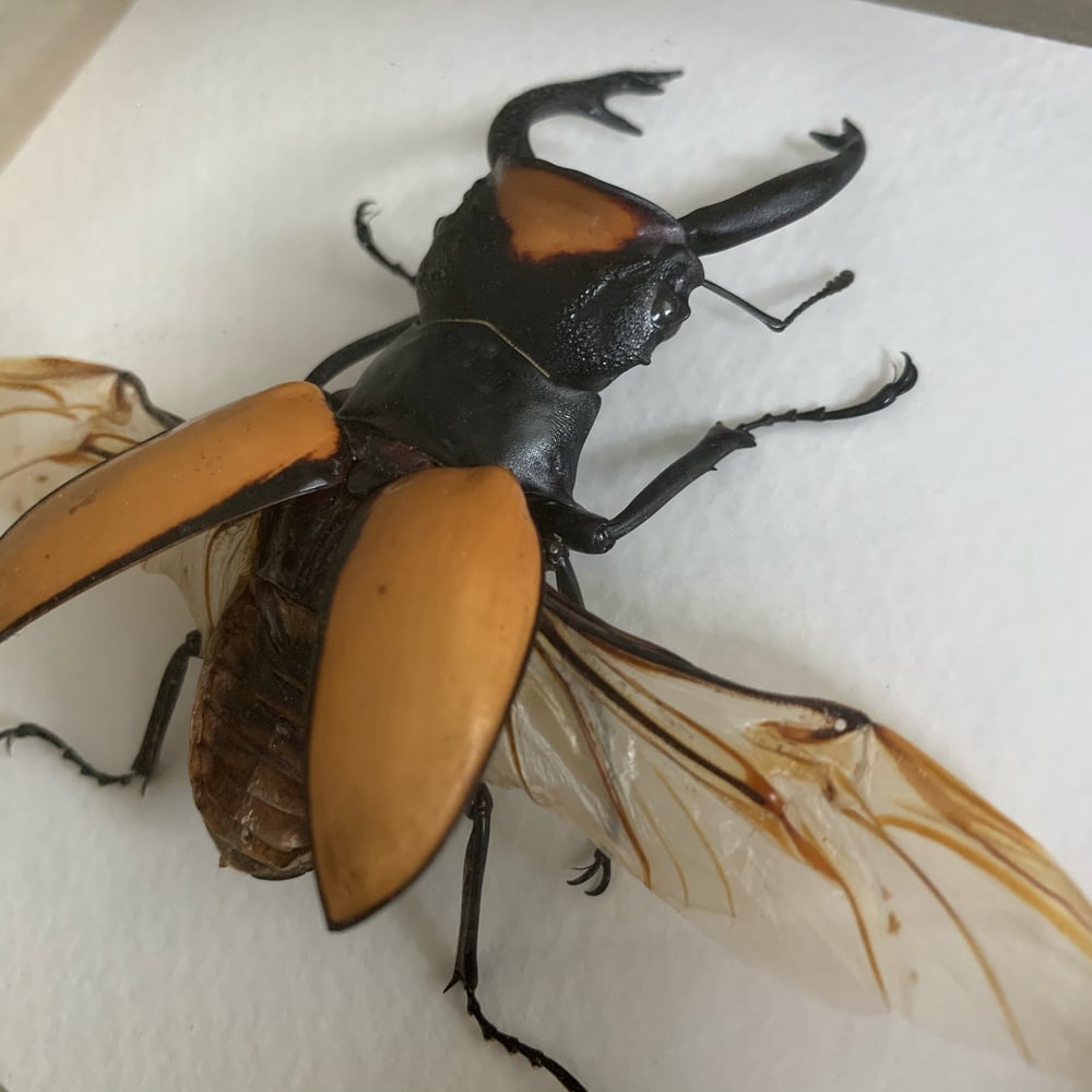 Image of Odontolabis lacordairei - stag beetle