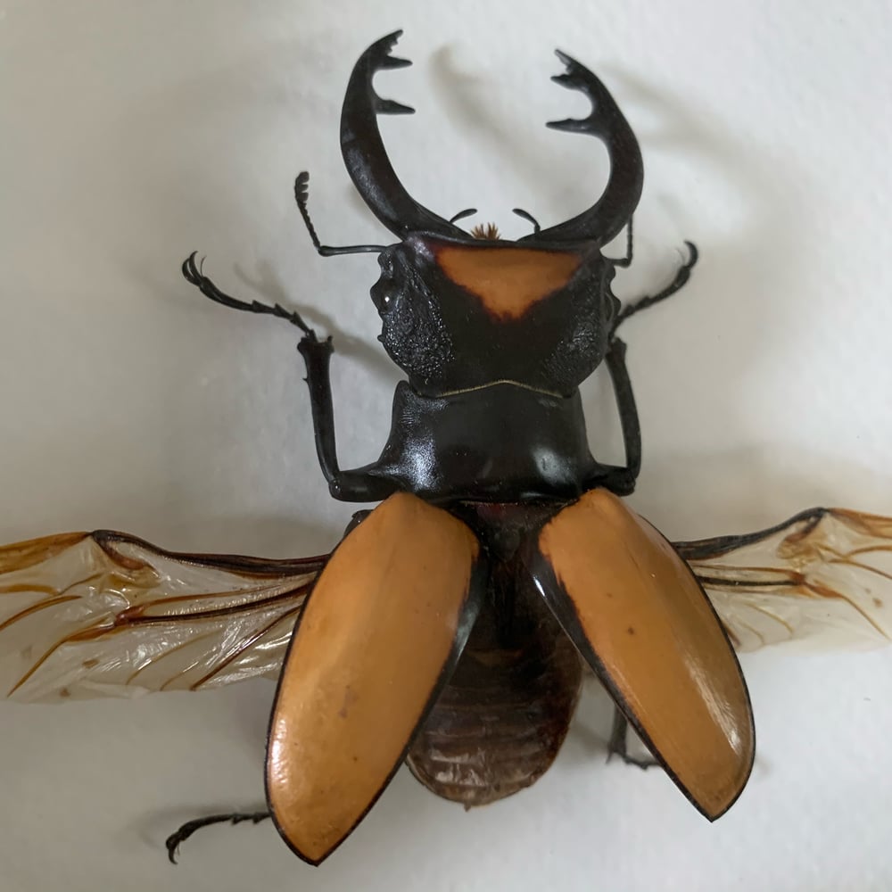 Image of Odontolabis lacordairei - stag beetle