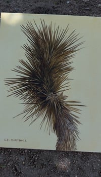 Image 3 of Joshua Tree Study 03