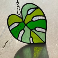 Image 1 of Monstera Deliciosa