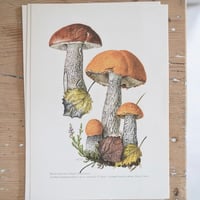 Image 10 of Planches De Champignons 