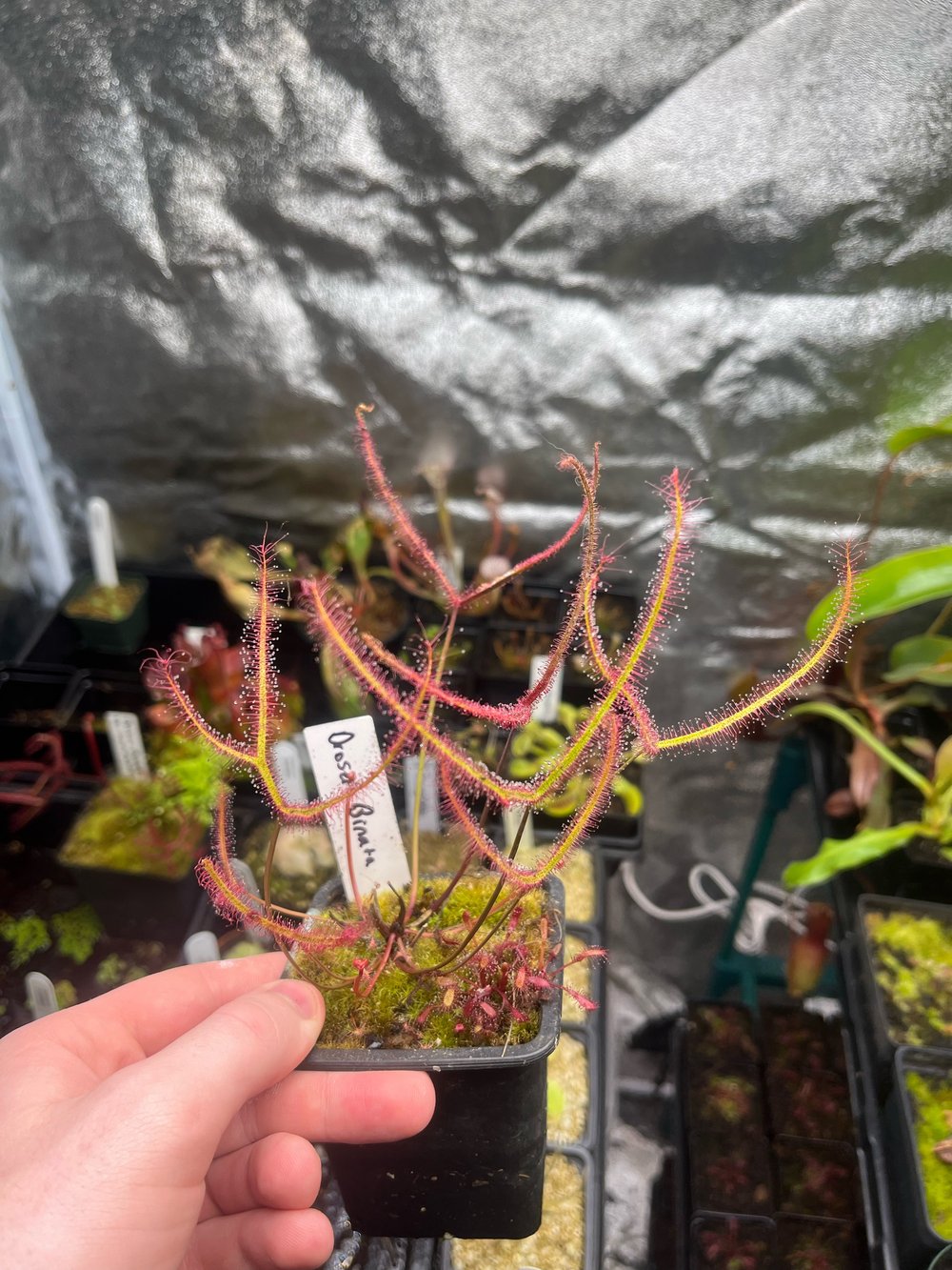 Drosera binata 