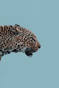 Image 1 of Panthera