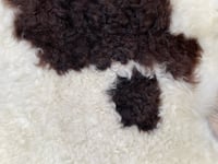 Image 4 of Sheepskin Pelts