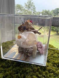 Image 5 of Moonstone Kitty