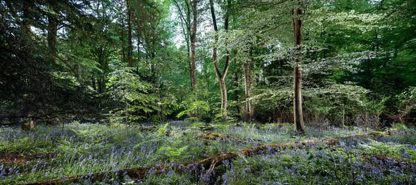 Image of Pollok Park 007