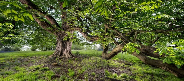 Image of Pollok Park 011