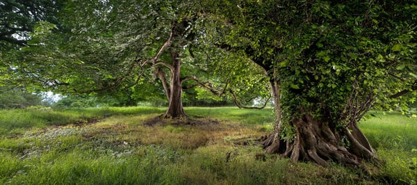 Image of Pollok Park 013