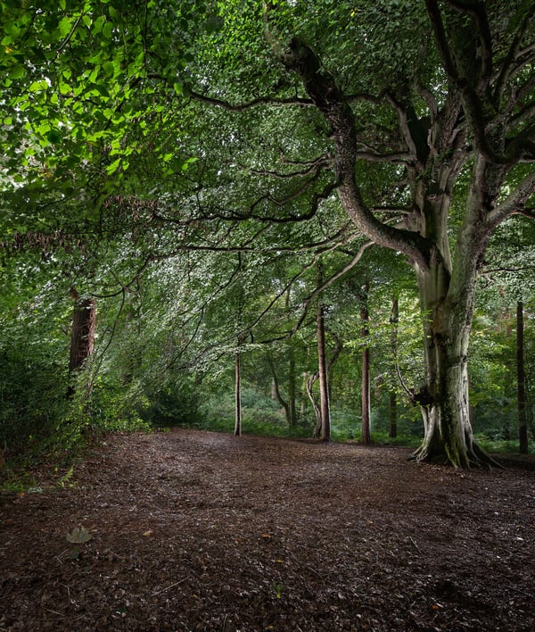 Image of Pollok Park 002