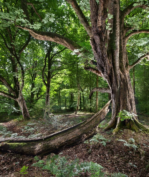 Image of Pollok Park 008