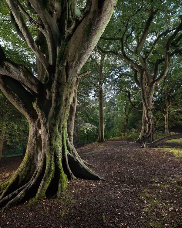 Image of Pollok Park 009