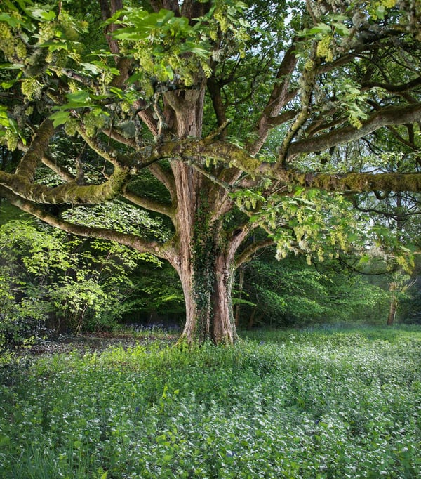 Image of Pollok Park 012