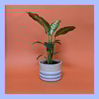 Image 2 of MIDI LUMPY