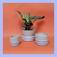 Image 4 of LITTLE LUMPY