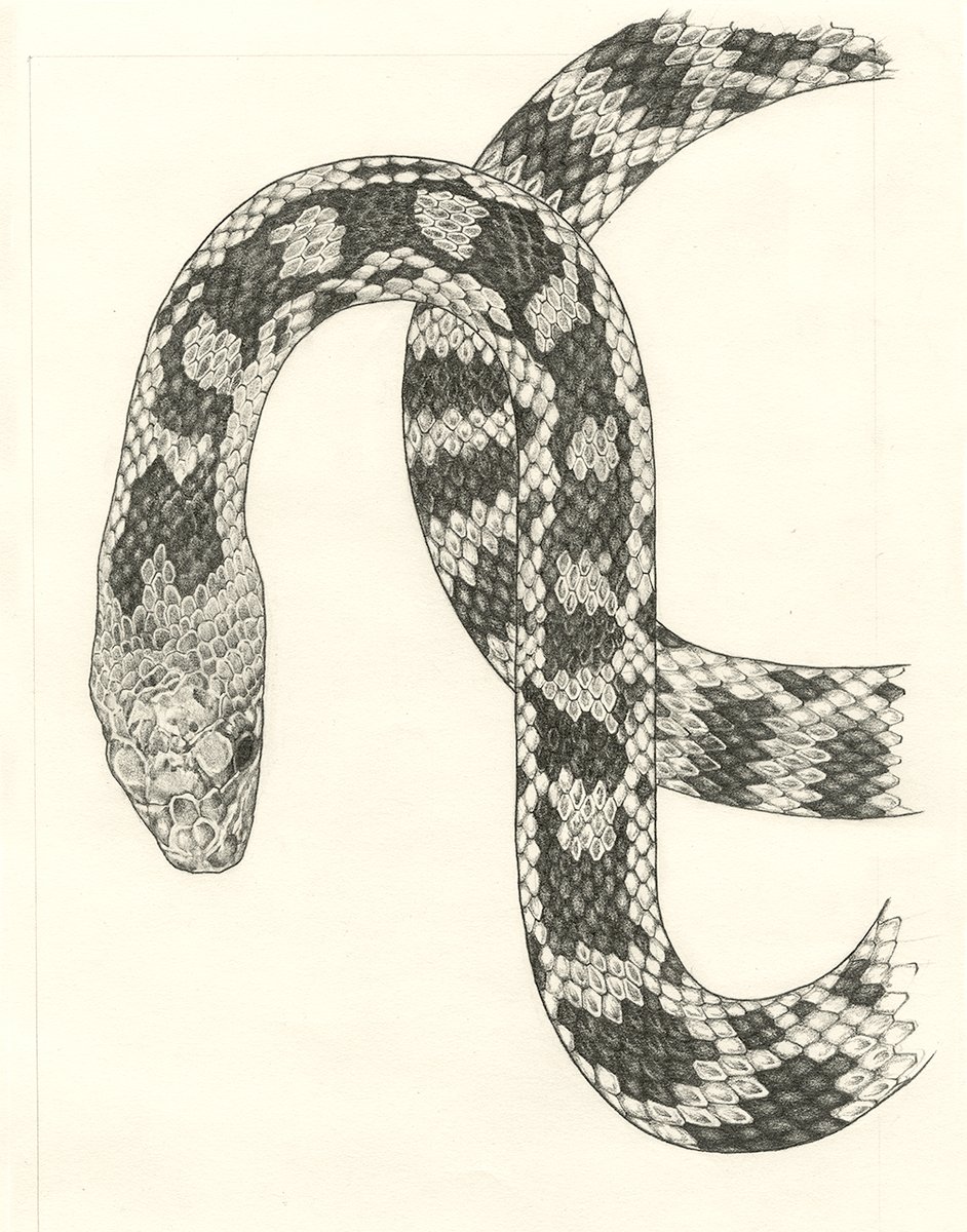 Graphite Gopher Snake 