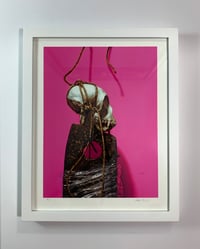 Image 1 of Framed Vervet #1 Magenta