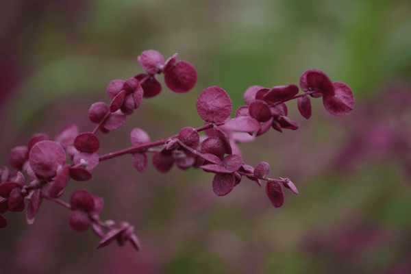 Image of Orach Seeds