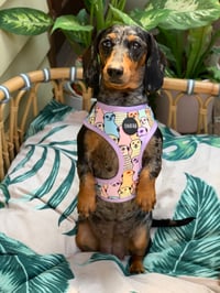 Image 1 of Onatah Meerkat Harness