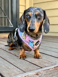 Image 2 of Onatah Meerkat Harness