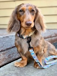 Image 1 of Onatah Meerkat Collar